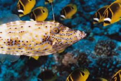 Was diving inside Molokini Crater in Maui as a school of ... by Jacques Miller 